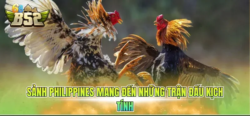 Đá Gà Trực Tiếp Hôm Nay B52CLUB Dễ Dàng Theo Dõi Mỗi Ngày 3 Sảnh Philippines mang đến những trận đấu kịch tính