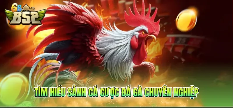 Cách Chơi Đá Gà Online Luôn Thắng Tại Hệ Thống Giải Trí 1 Tìm hiểu sảnh cá cược đá gà chuyên nghiệp